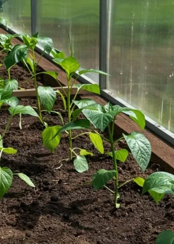 СЭЗ «Qyzyljar» привлекает дополнительных инвесторов в переработку