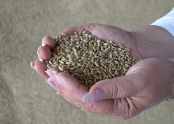 Казахстан на треть увеличил экспорт переработанной продукции АПК