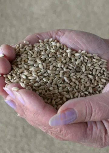 Казахстан на треть увеличил экспорт переработанной продукции АПК