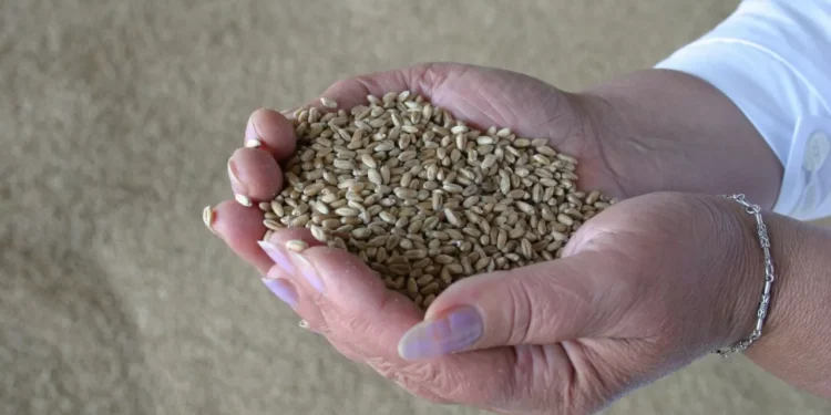 Казахстан на треть увеличил экспорт переработанной продукции АПК