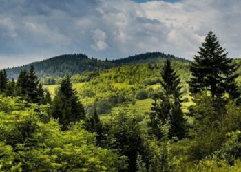 Природное достояние: в Казахстане растёт площадь лесов