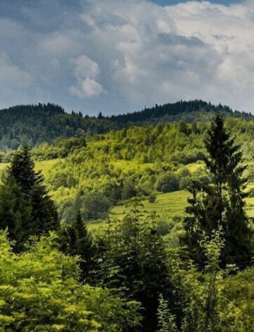 Природное достояние: в Казахстане растёт площадь лесов
