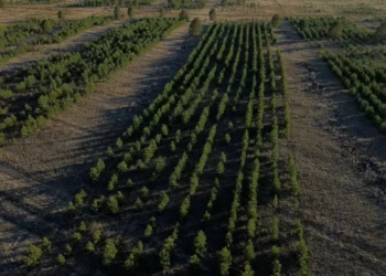 «Halyk Орманы» признан крупнейшим экологическим проектом 2025 года