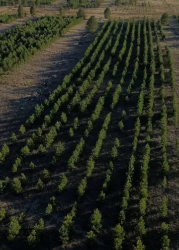 «Halyk Орманы» признан крупнейшим экологическим проектом 2025 года