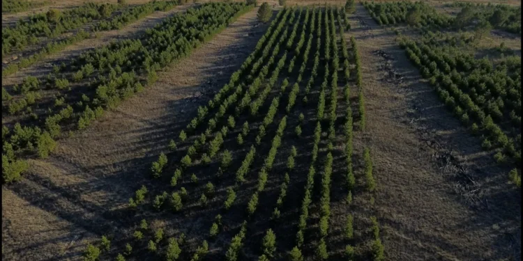 «Halyk Орманы» признан крупнейшим экологическим проектом 2025 года