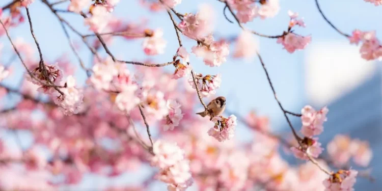 В марте казахстанцы отдохнут дольше обычного