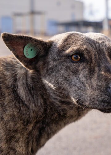 Спрос будет за каждую душу: зоозащитники обвиняют чиновников в массовых убийствах животных