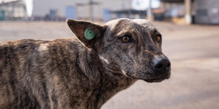 Спрос будет за каждую душу: зоозащитники обвиняют чиновников в массовых убийствах животных