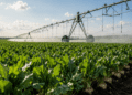 Как К-AGRO снижает зависимость от импорта и развивает регион присутствия